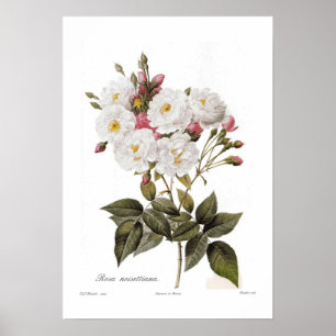 Rosa noisettiana poster
