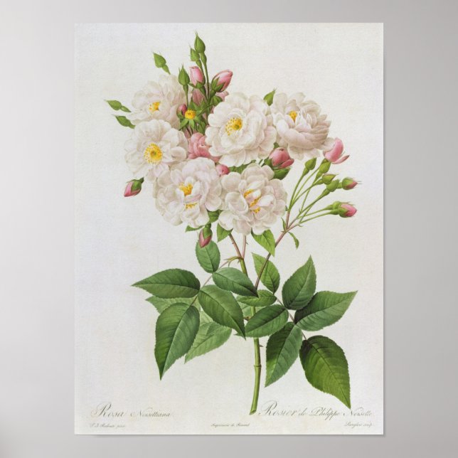 Rosa Noisettiana von "Les Rose" Poster (Vorne)
