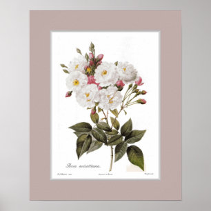 Rosa noisettiana, Zollgrenze Poster