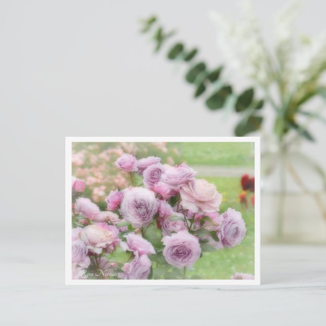 Rosa Novalis Postkarte (Stehend Vorderseite)