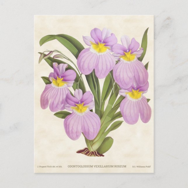 Rosa Odontoglossum Orchid Vintag Botanisch Postkarte (Vorderseite)