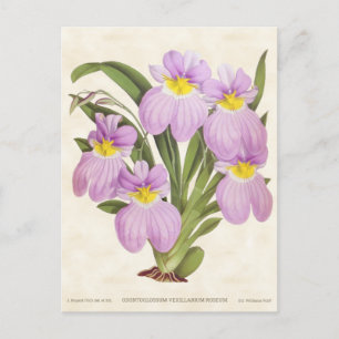 Rosa Odontoglossum-Orchidee Vintage-Botanik Postkarte