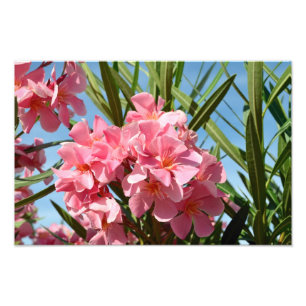 Rosa Oleander Foto-Erweiterung Fotodruck