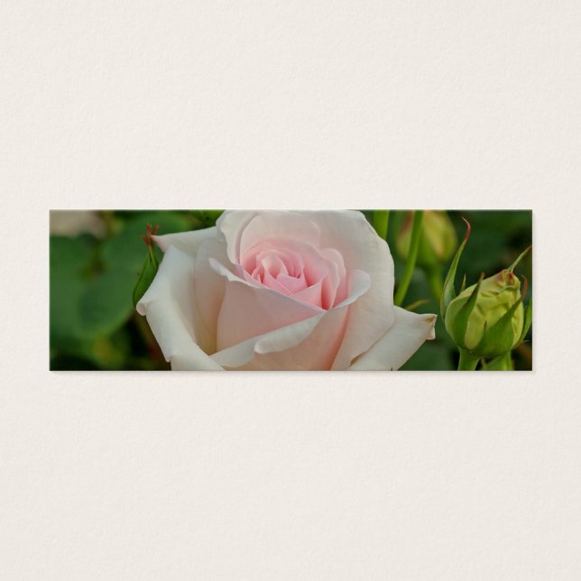 Rosa Ophelia Hybrid-Rose (Vorderseite)