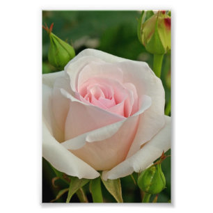 Rosa Ophelia Hybrid-Rose Fotodruck