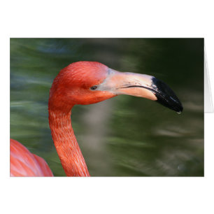 Rosa-Orange Flamingo Head