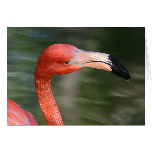 Rosa-Orange Flamingo Head (Vorderseite (Horizontal))