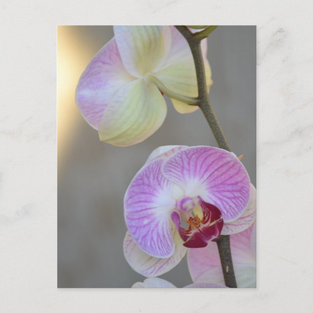 Rosa Orchid Expression Postcard Postkarte (Vorderseite)
