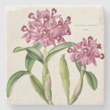 Rosa Orchid Mittelamerikanischer Cattleya-Skinneri