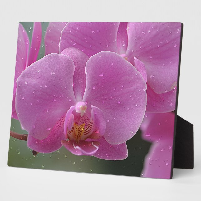 Rosa Orchid Plaque Fotoplatte (Seite)