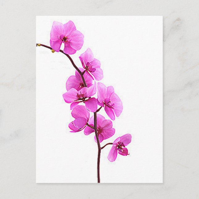 "Rosa Orchid" Postkarte (Vorderseite)