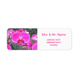 Rosa orchide Blume, Blumenfotografie