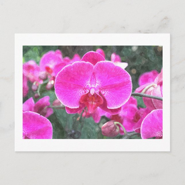 Rosa orchide Blume, Blumenfotografie Postkarte (Vorderseite)