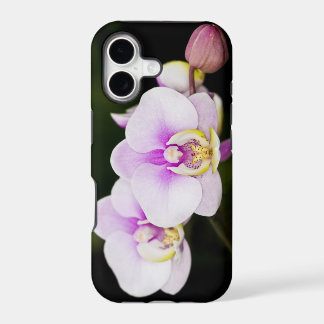 Rosa Orchidee