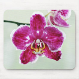 Rosa Orchidee Mousepad