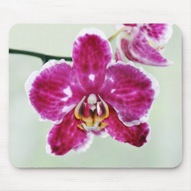 Rosa Orchidee Mousepad (Vorne)