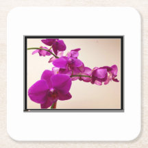Rosa Orchidee