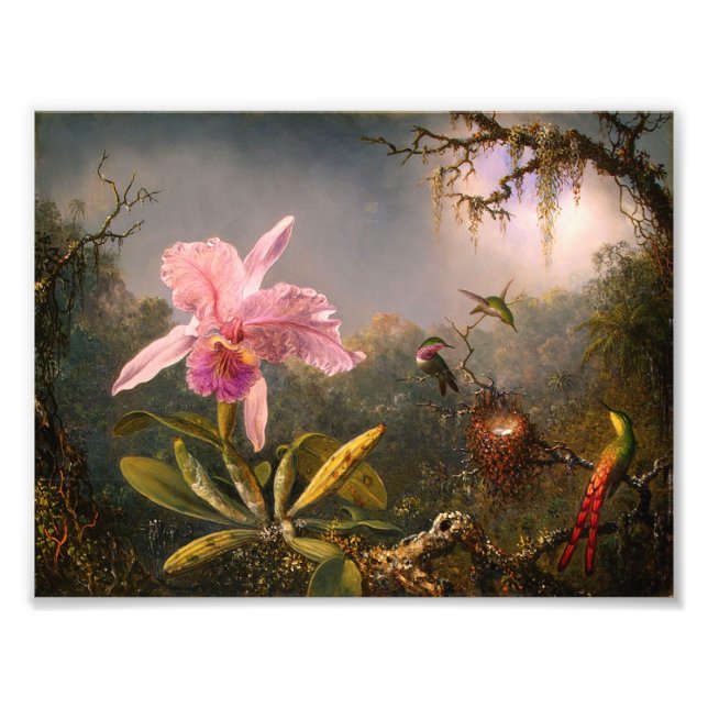 Rosa Orchidee und drei Hummingvögel Print Fotodruck (Vorne)
