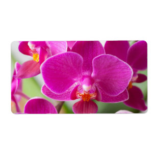 Rosa Orchideen-Blume - Blumenorchideen-Schablone