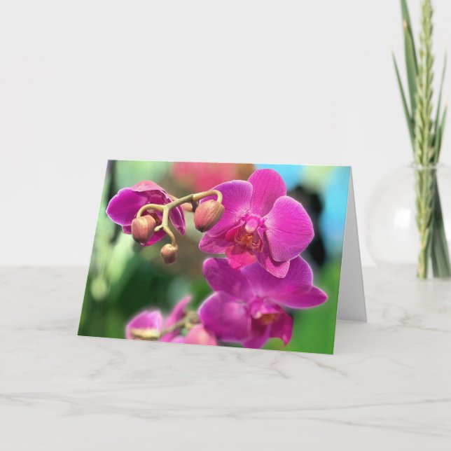 Rosa Orchideen  Karte (Vorderseite)