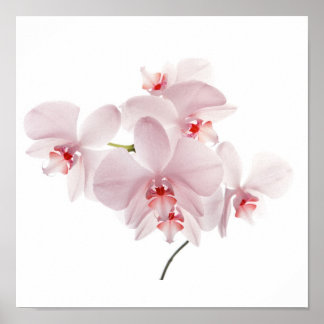 Rosa Orchideen Poster