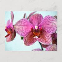 Rosa Orchideen
