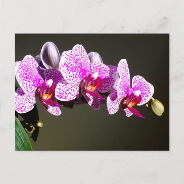 Rosa Orchideen, rosa tropische Blume Postkarte (Vorderseite)