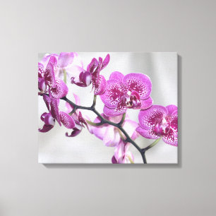 Rosa Orchideen Wrapped Canvas Leinwanddruck