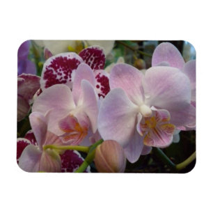 Rosa Orchids Magnet