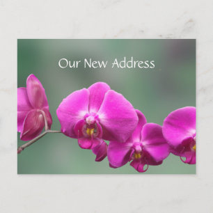 Rosa Orchids neue Adresse Ankündigungspostkarte