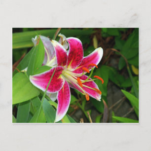 Rosa Oriental Stargazer-Lilien-Postkarte Postkarte