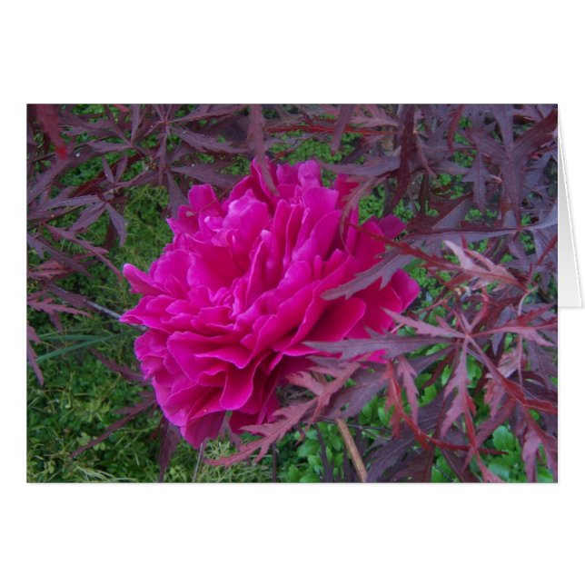Rosa Paillone (Vorderseite (Horizontal))