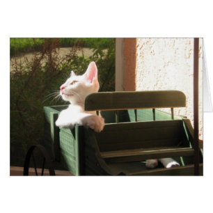 Rosa Panther reitet wieder