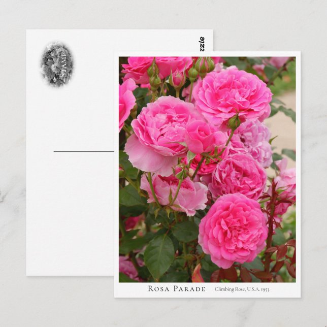 Rosa Parade Postkarte (Vorne/Hinten)