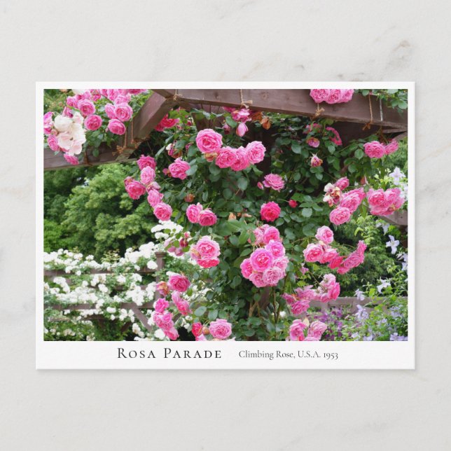 Rosa Parade Postkarte (Vorderseite)