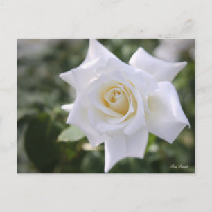 Rosa Pascali: Postkarte