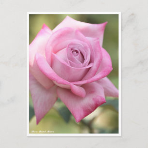 Rosa Pastel Mauve Postkarte