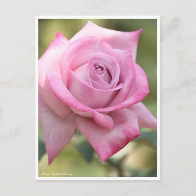 Rosa Pastel Mauve Postkarte (Vorderseite)
