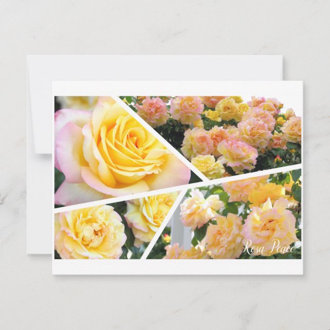 Rosa Peace [Flat Card] (Vorderseite)