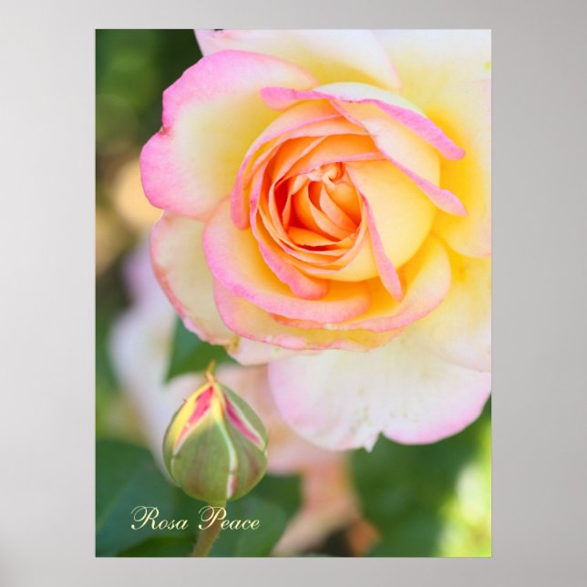 Rosa Peace [Value Poster Paper] (Vorne)