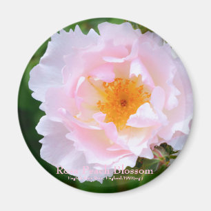 Rosa Peach Blossom [Round Magnet] Magnet