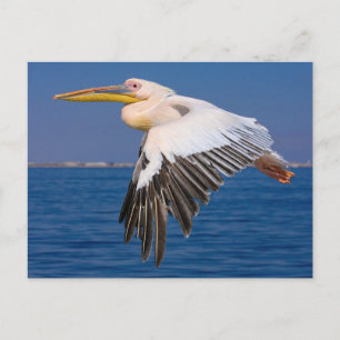 Rosa Pelikan im Flug Postkarte