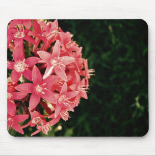 Rosa Pentas Mousepad