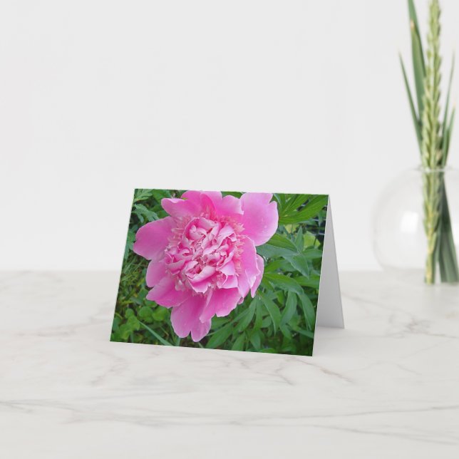 rosa peonie Blumennotecard Sammlung Karte (Vorderseite)