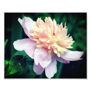 Rosa Peony Blume in Bloom Nah bis 8x10 Fotodruck
