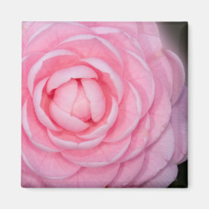 Rosa Perfektions-Kamelie Magnet