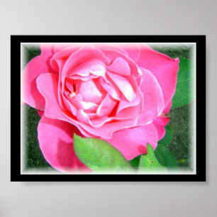 Rosa Petal Pink Poster
