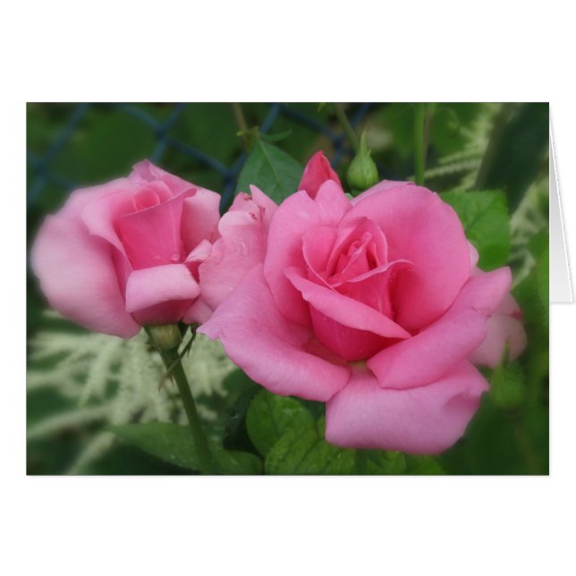 Rosa Petalen - Rose (Vorderseite (Horizontal))