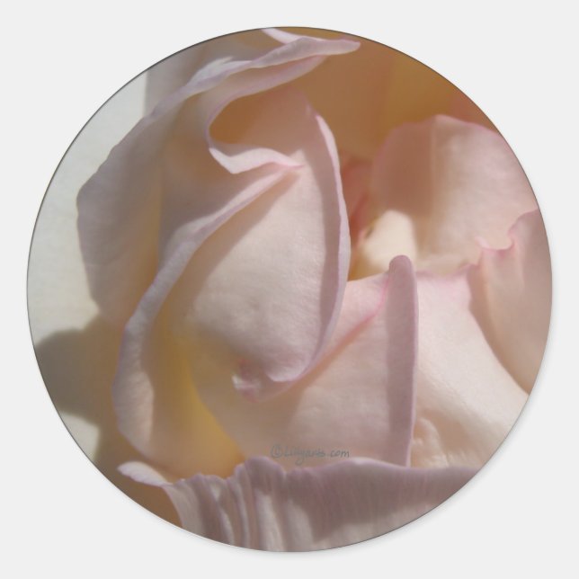 Rosa Petals Rose Hochzeit Umschlag Aufkleber (Vorderseite)