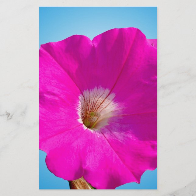 Rosa Petunia Blume im blauen Hintergrund. (Vorderseite)